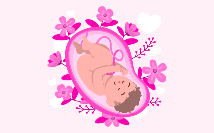 Illustration of a fetus in the womb, representing the intrauterine growth rates that ESPGHAN 2022 nutritional guidelines aim to replicate for preterm infants.